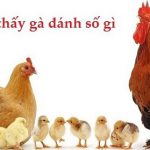 Nằm mơ thấy gà đánh con gì để đem lại sự may mắn, tiền tài ?